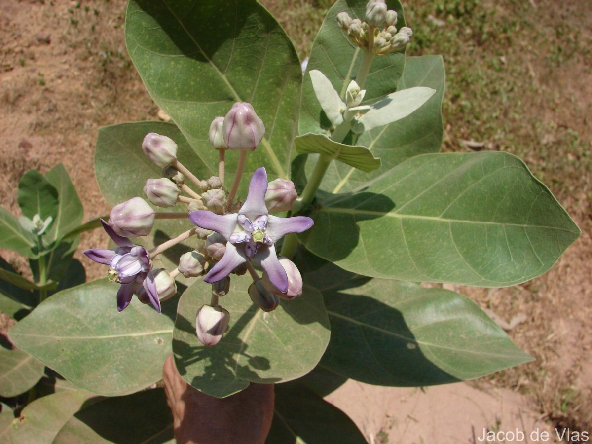 Calotropis gigantea (L.) W.T.Aiton